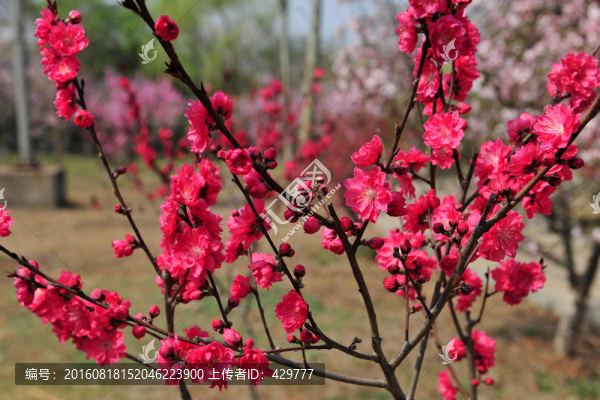 桃花朵朵開,桃花源