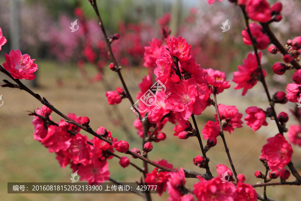 桃花