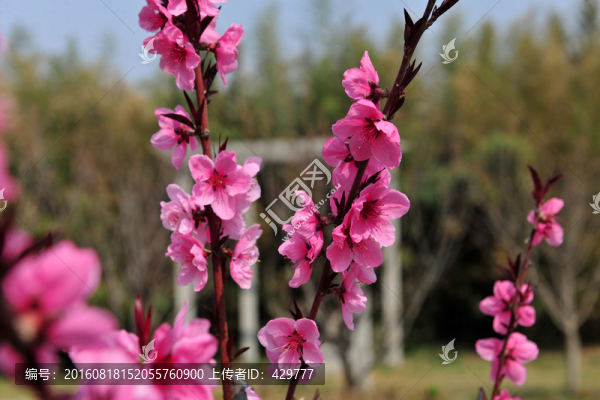 桃花盛開,春暖花開,桃花