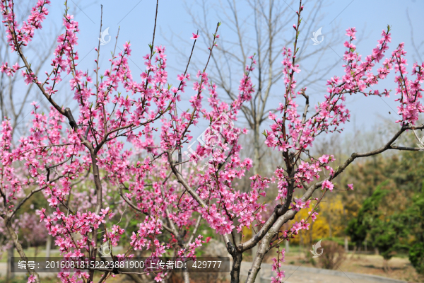 桃花,桃樹(shù),桃園