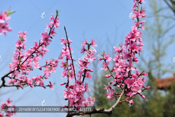 春天桃花,紅色花,桃樹