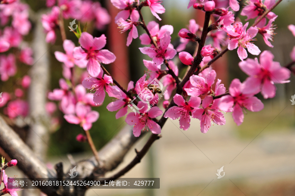 紅色桃花,桃花源