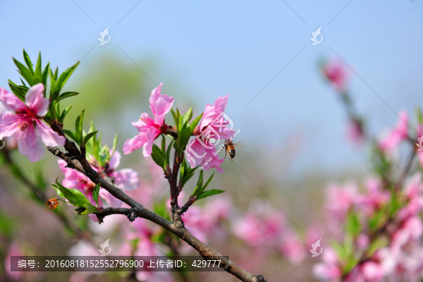 桃花盛開(kāi)