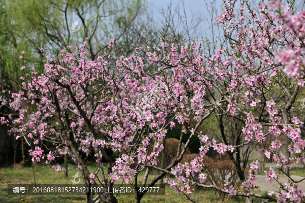 桃花,粉色桃花