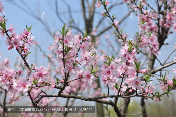 桃花