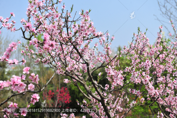桃花滿枝,桃花盛開,春天