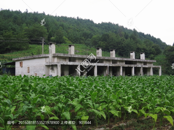農(nóng)村煙葉烘烤房