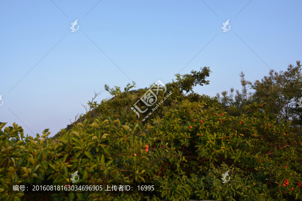 大沙灣海灘