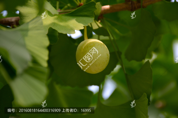 銀杏果