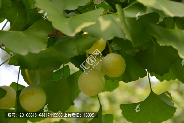 銀杏果