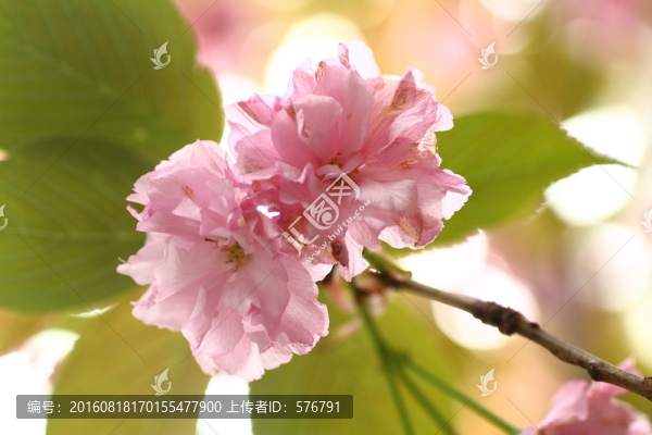 櫻花