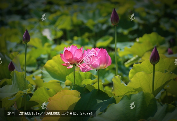 荷花
