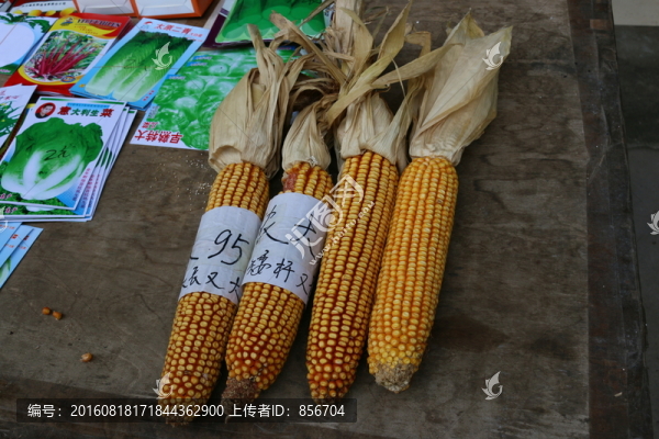 玉米棒子