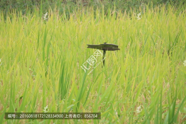 養(yǎng)魚的稻田
