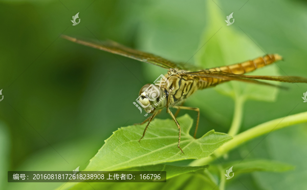 虎紋蜻蜓