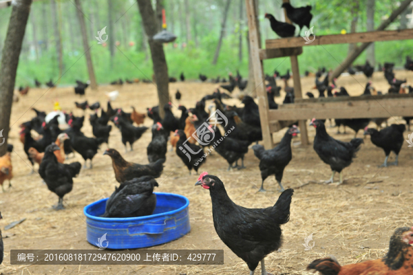 養(yǎng)雞場,養(yǎng)殖場,放養(yǎng)雞