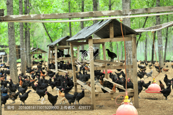 生態(tài)養(yǎng)雞場,放養(yǎng)雞
