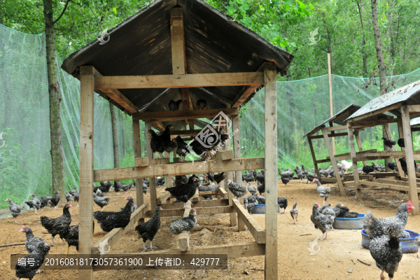 生態(tài)養(yǎng)雞場,放養(yǎng)雞