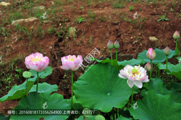 荷花池,荷塘,荷花