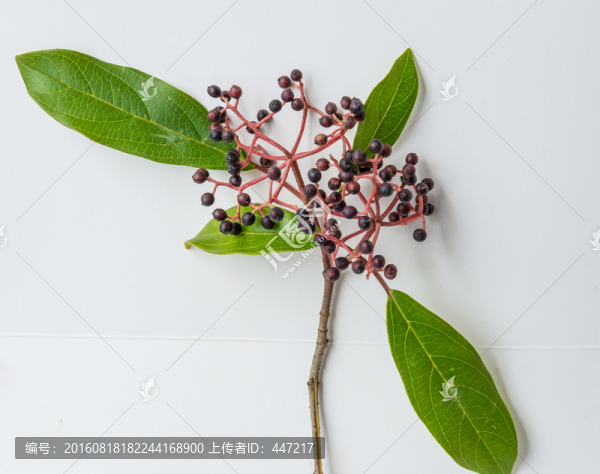 黑果果