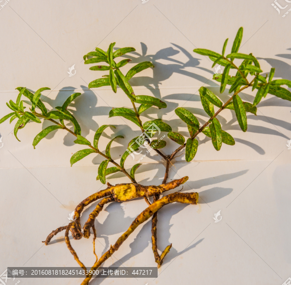 云南野生小黃芩