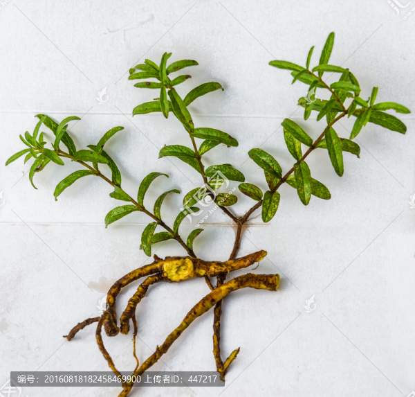 云南野生小黃芩
