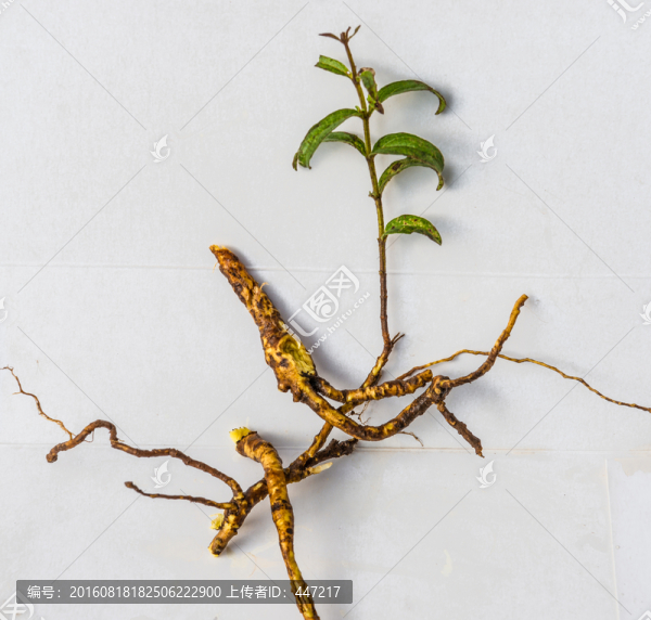 云南野生小黃芩