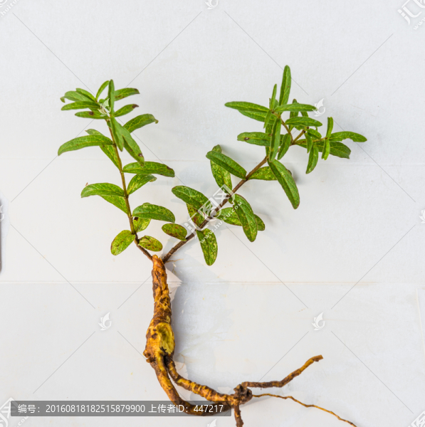 云南野生小黃芩