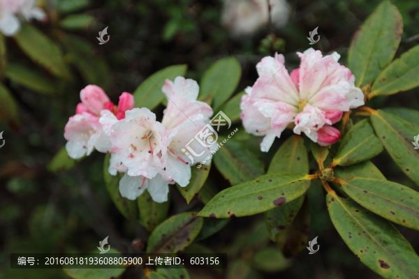 碧沽天池