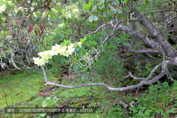 碧沽天池