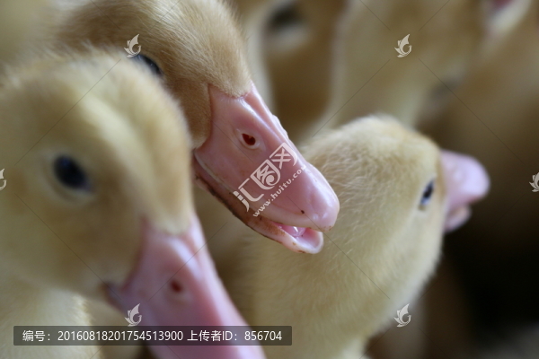 小鴨