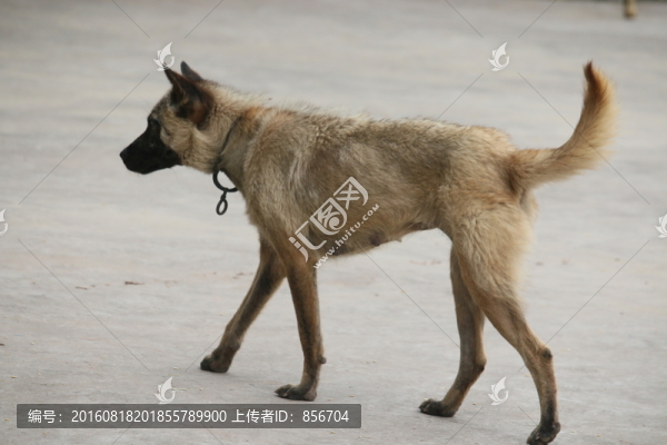 看家狗