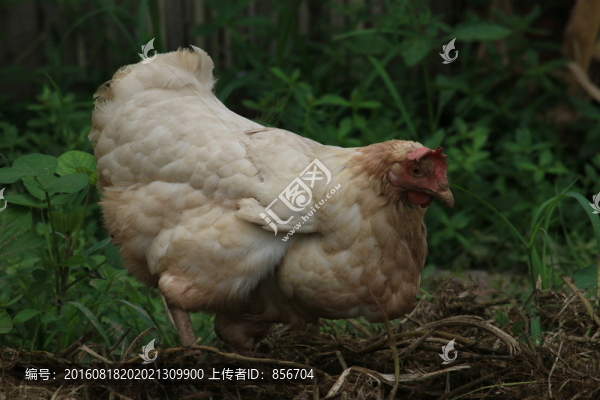 一只母雞