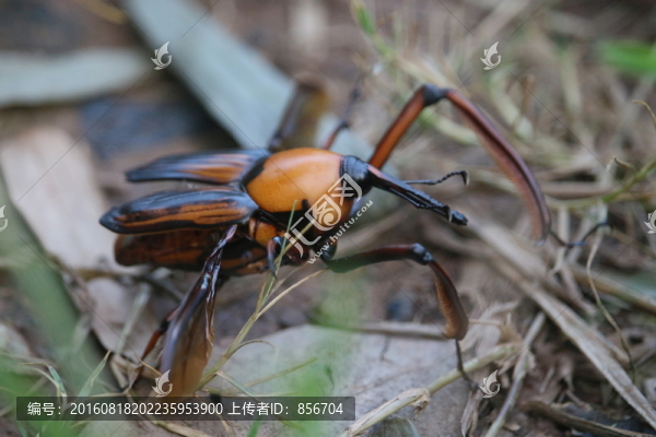 竹節(jié)蟲