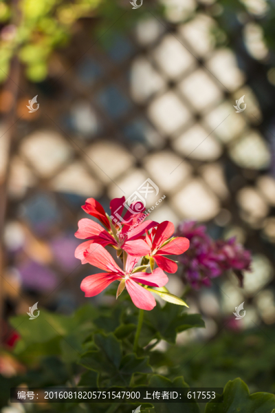 六倍利花
