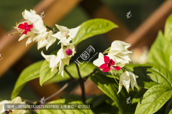 龍吐珠花枝