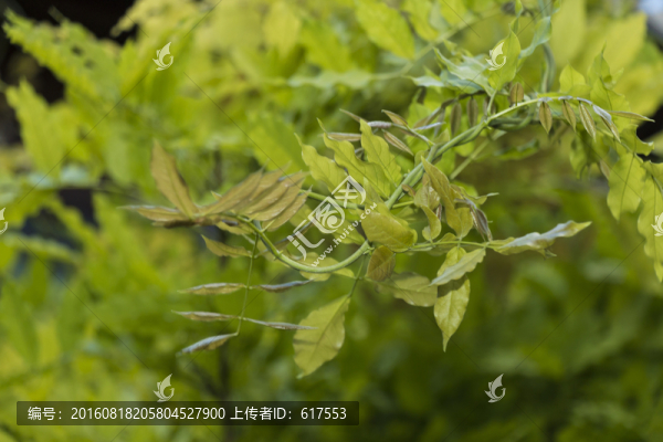 夢(mèng)幻家槐樹枝葉