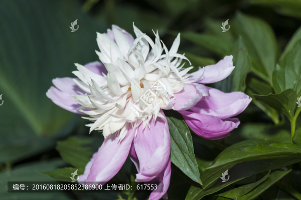 芍藥花