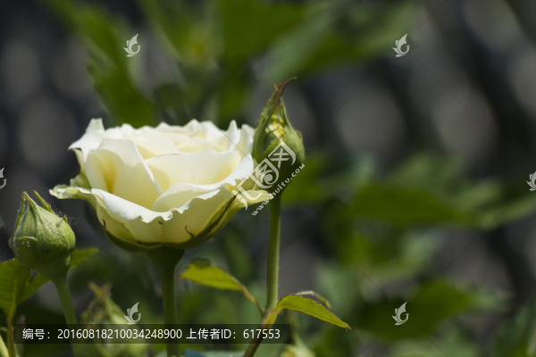 白色月季花叢