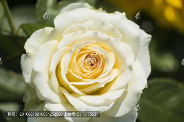 白色月季花叢