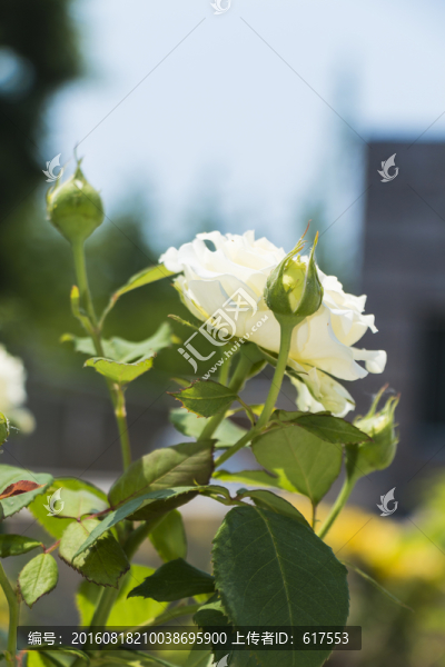 白色月季花叢