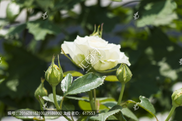 白色月季花叢