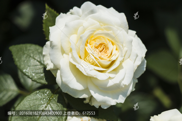 白色月季花叢