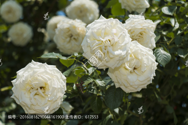 白色月季花叢