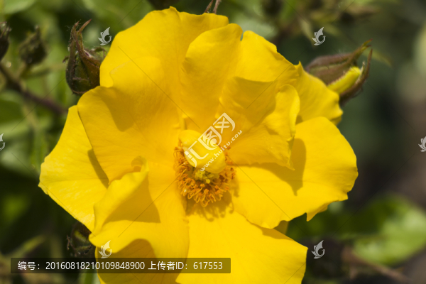 黃色月季花