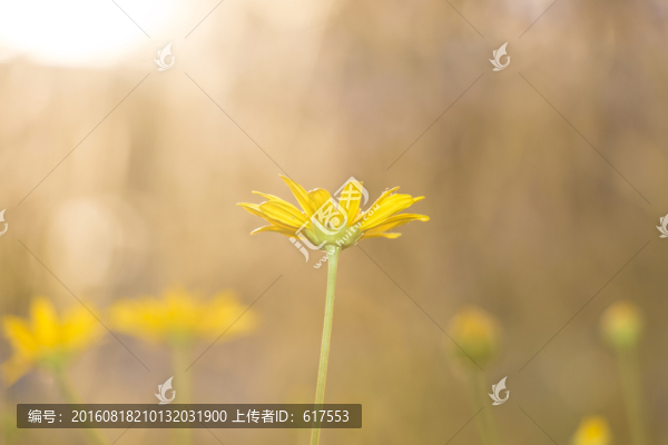 菊花叢