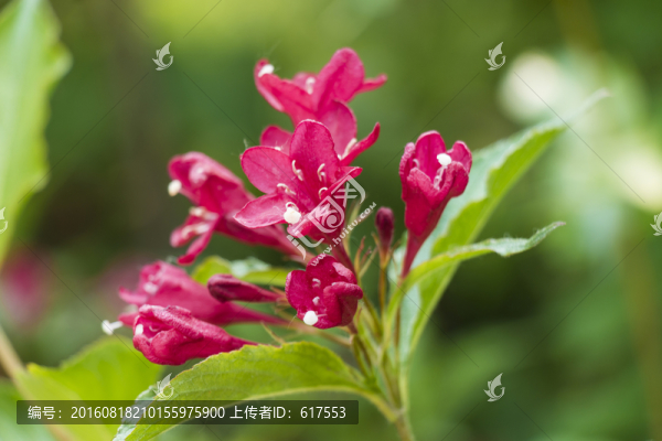 滿堂紅花卉