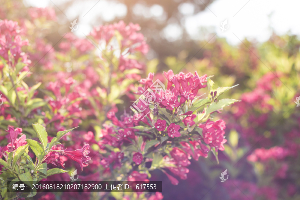 滿堂紅花卉