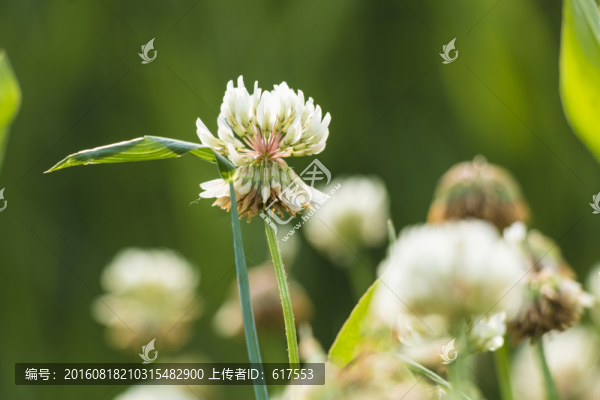 三葉草花叢