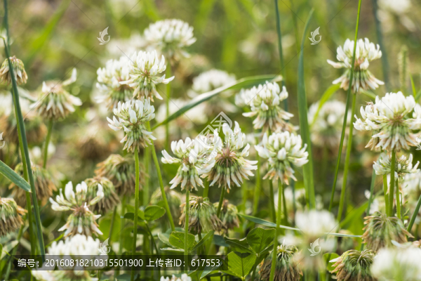 三葉草花叢
